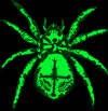 Светящаяся наклейка флуоресцентная Spider светится в УФ